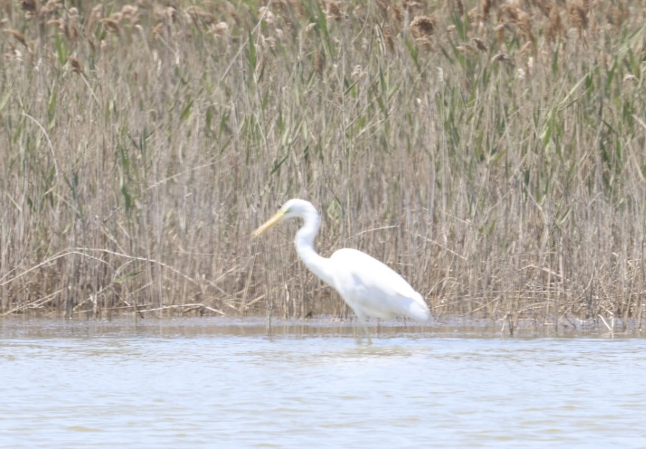 Büyük ak balıkçıl