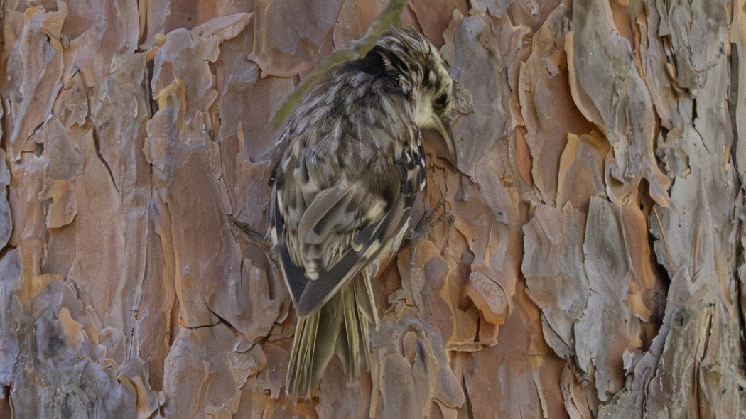 Eurasian Treecreeper