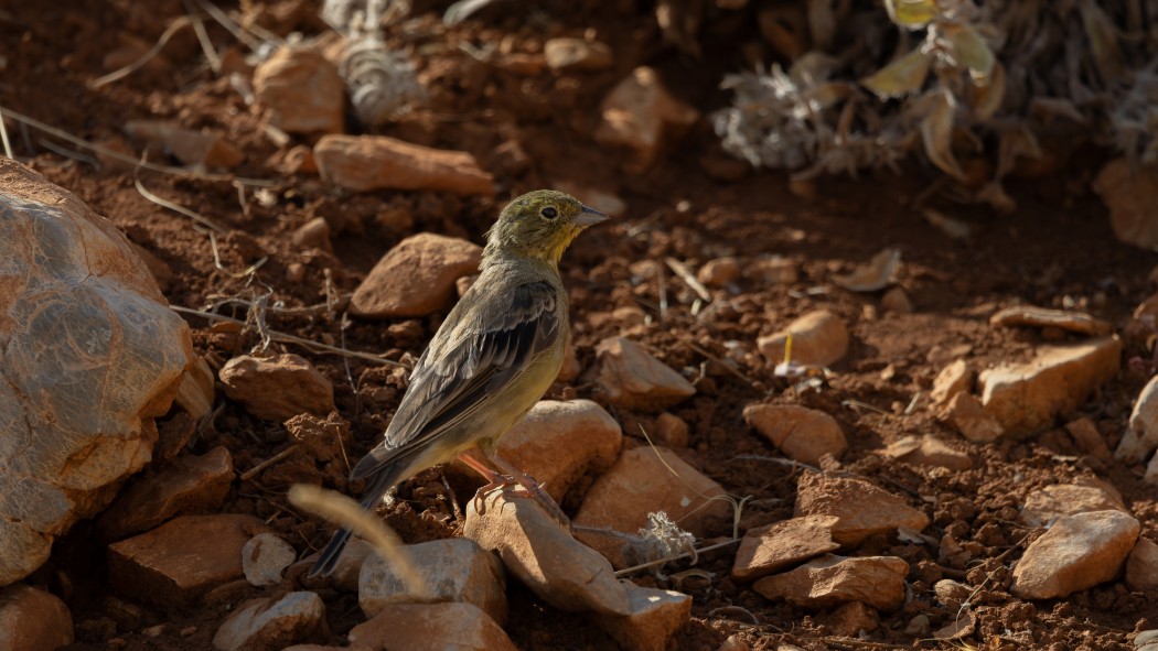 Boz kirazkuşu