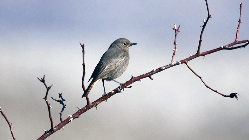 Black Redstart