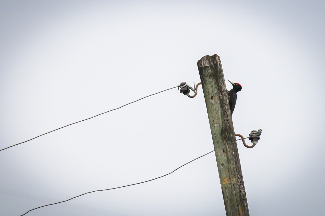 Black Woodpecker