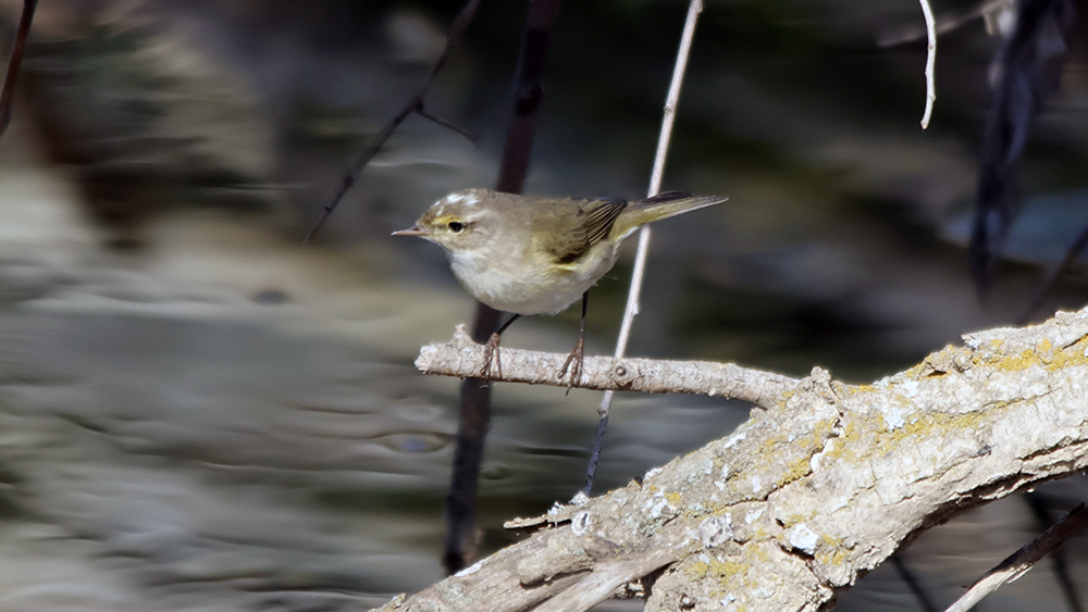 Common Chiffchaff