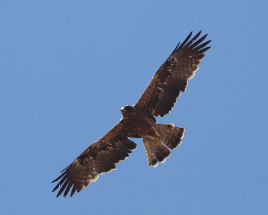 Küçük kartal