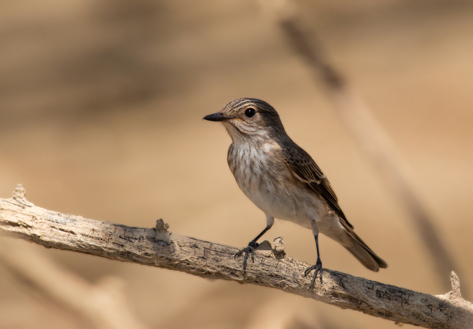 Spotted Flycatcher