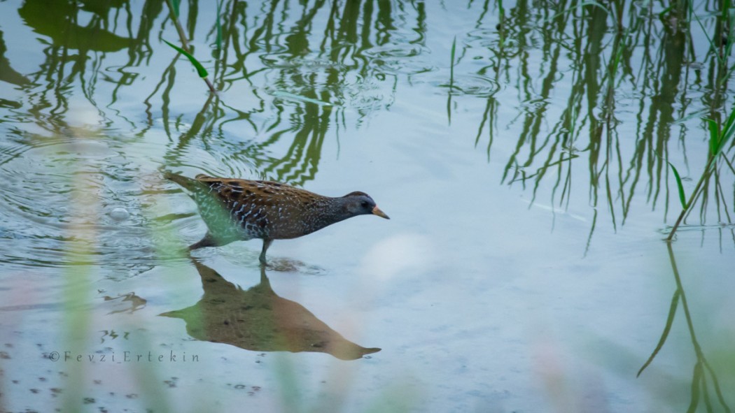 Benekli suyelvesi