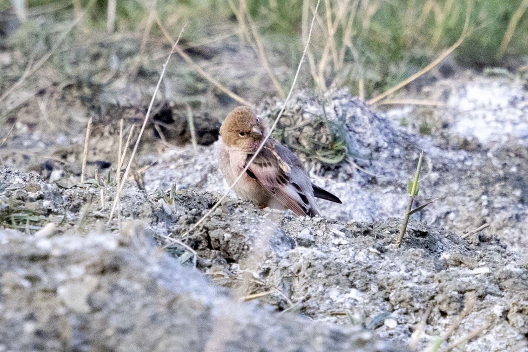 Mongolian Finch