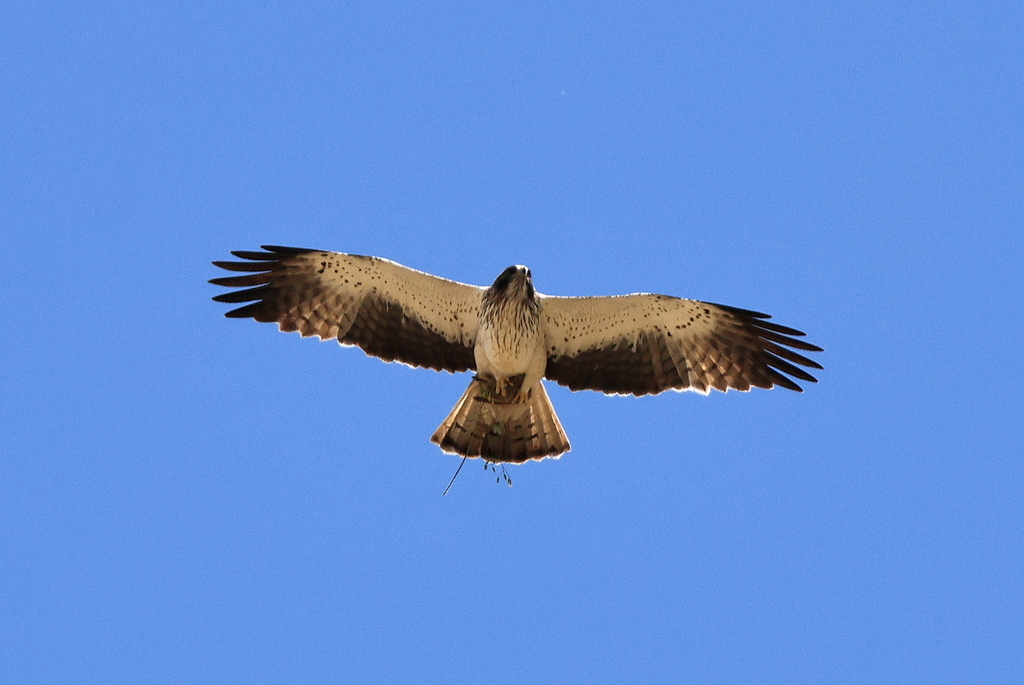 Küçük kartal