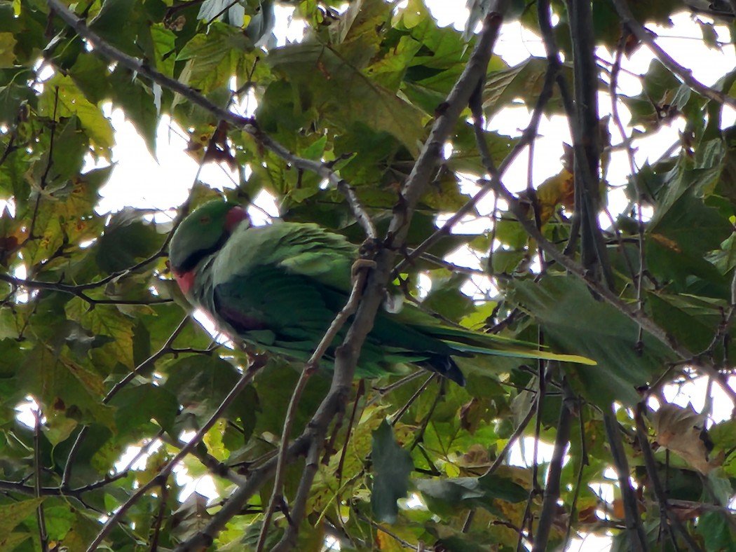 Alexandrine Parakeet