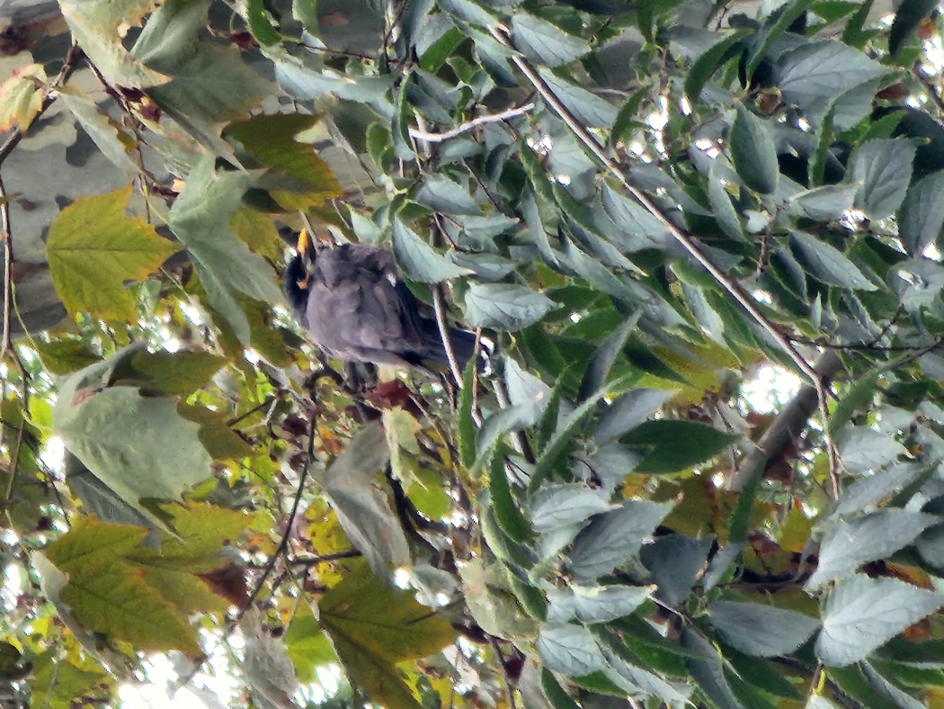 Common Myna