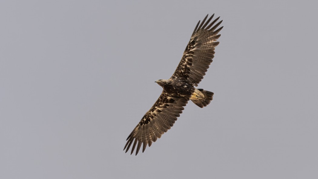 Şah kartal