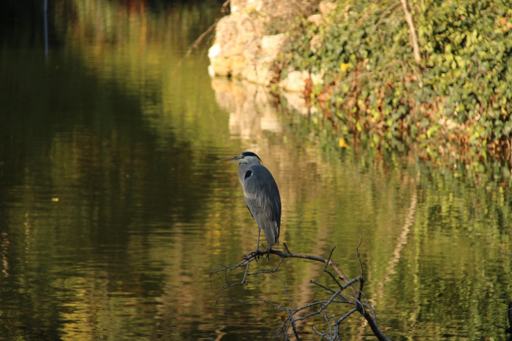 Grey Heron