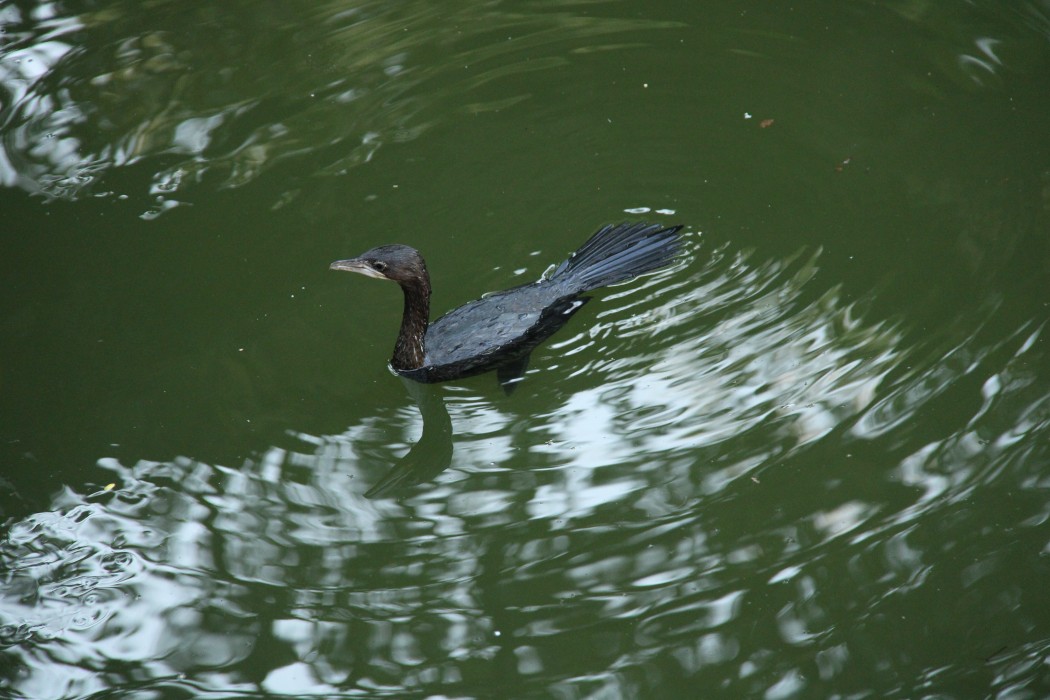 Pygmy Cormorant