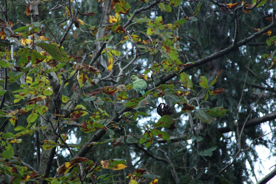 Rose-ringed Parakeet
