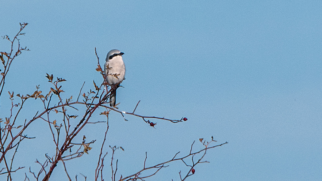 Great Grey Shrike