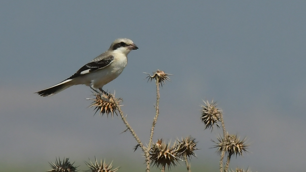 Lesser Grey Shrike