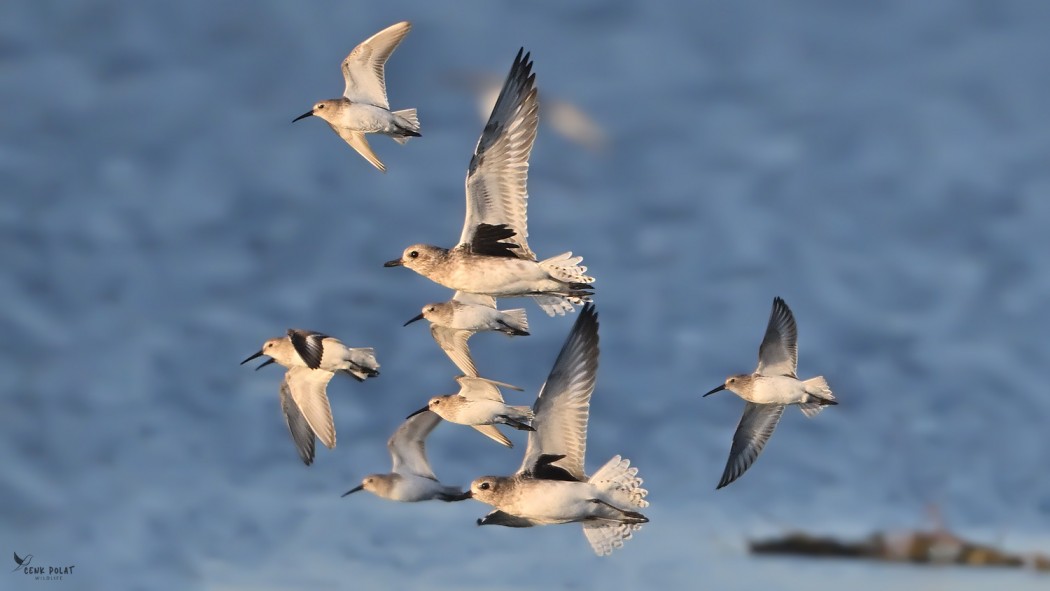 Grey Plover