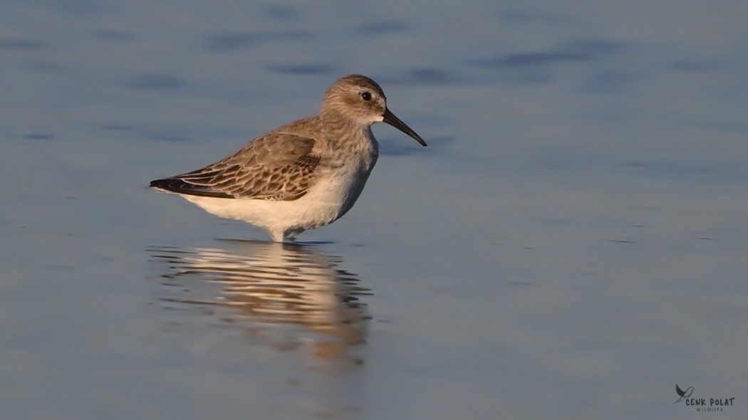 Dunlin