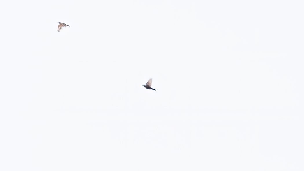 Boğmaklı ardıç