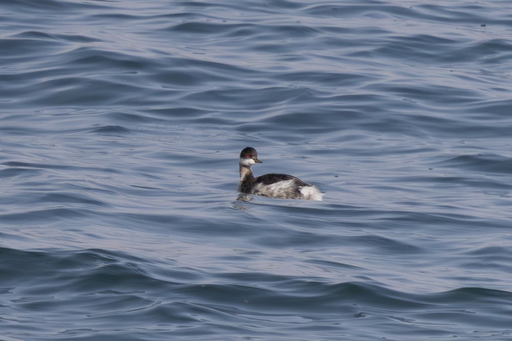 Black-necked Grebe