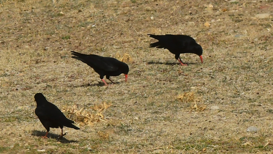 Kırmızıgagalı dağ kargası