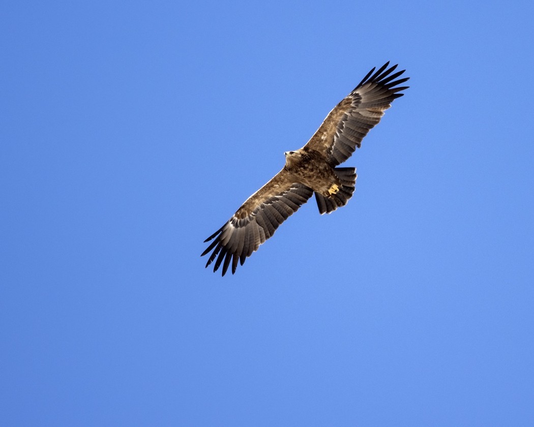 Lesser Spotted Eagle