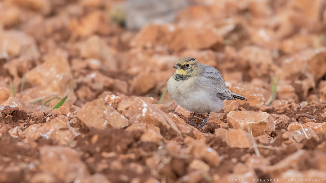 Horned Lark