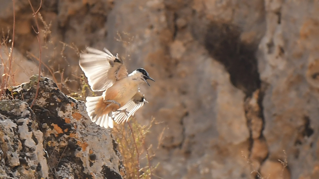 Eastern Rock Nuthatch