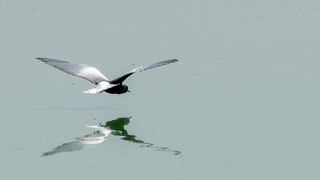 White-winged Tern