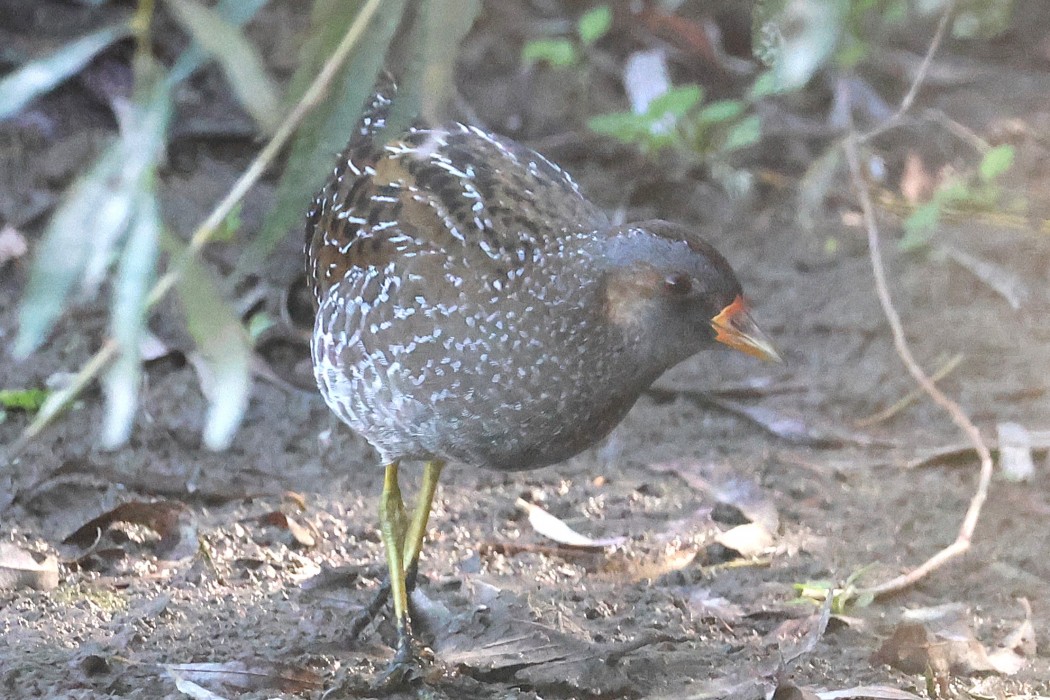 Spotted Crake