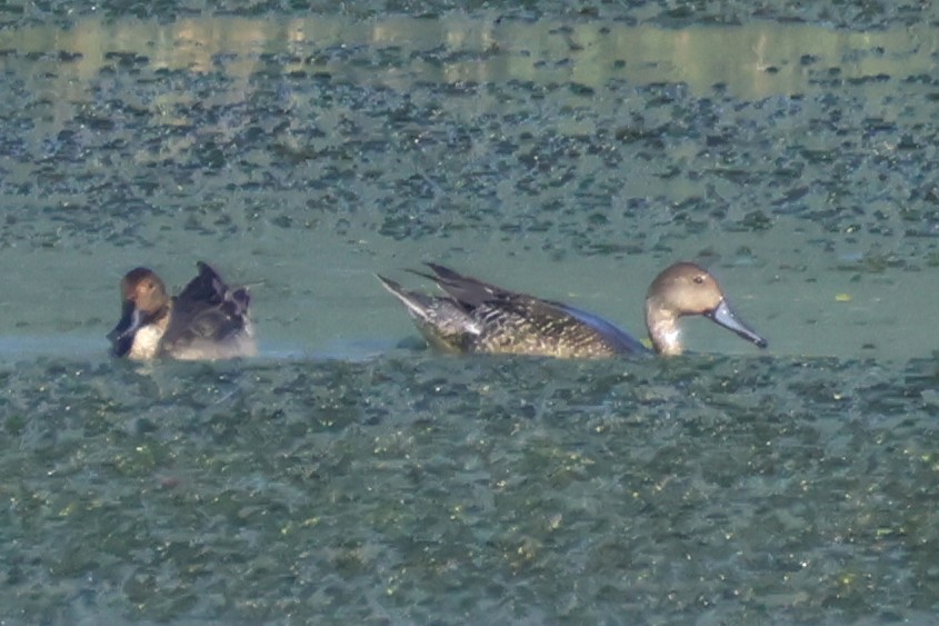 Northern Pintail