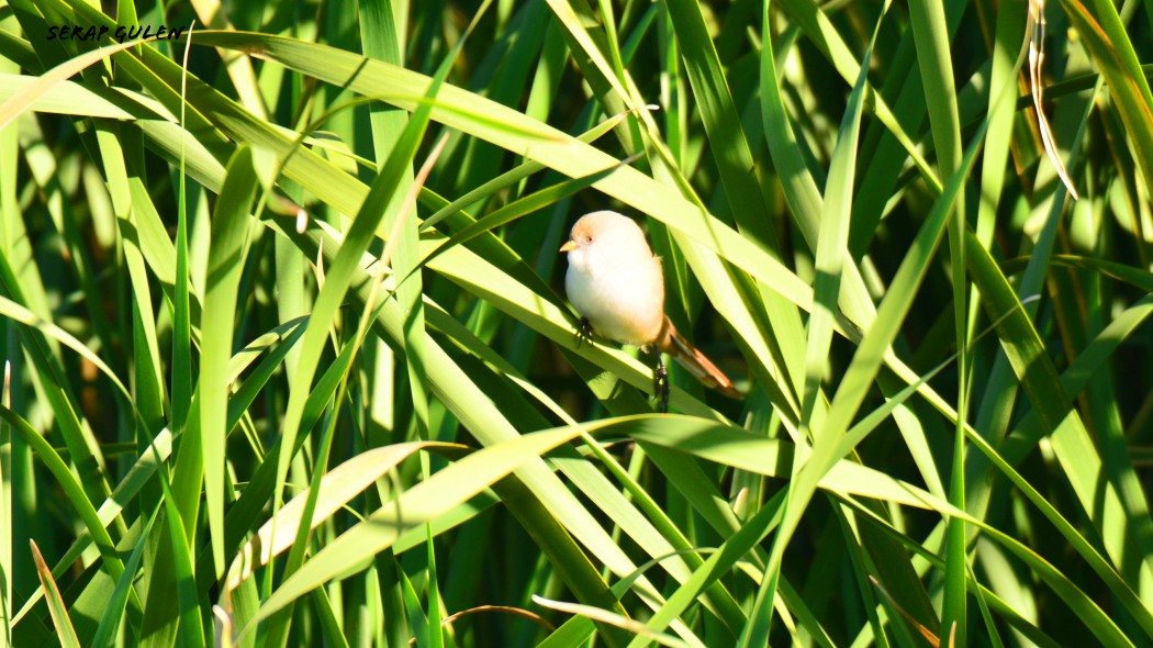 Bearded Reedling
