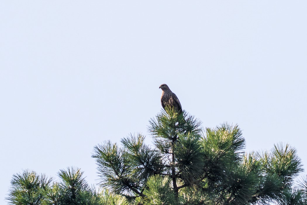 Common Buzzard