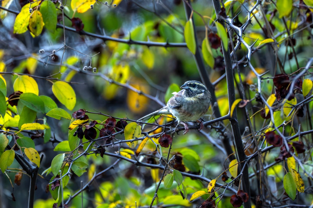 Cirl Bunting