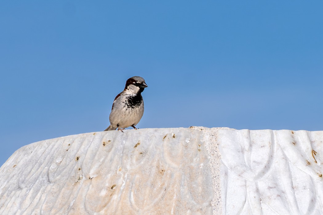 House Sparrow
