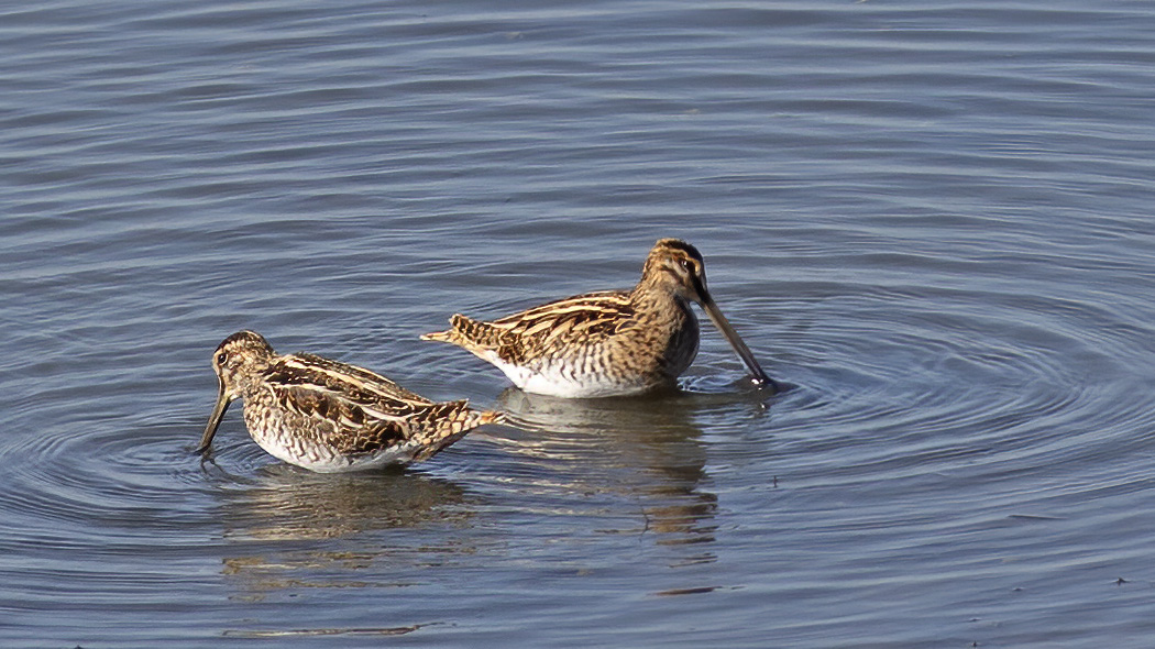 Common Snipe