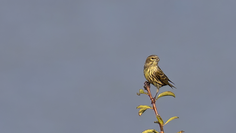 Eurasian Siskin