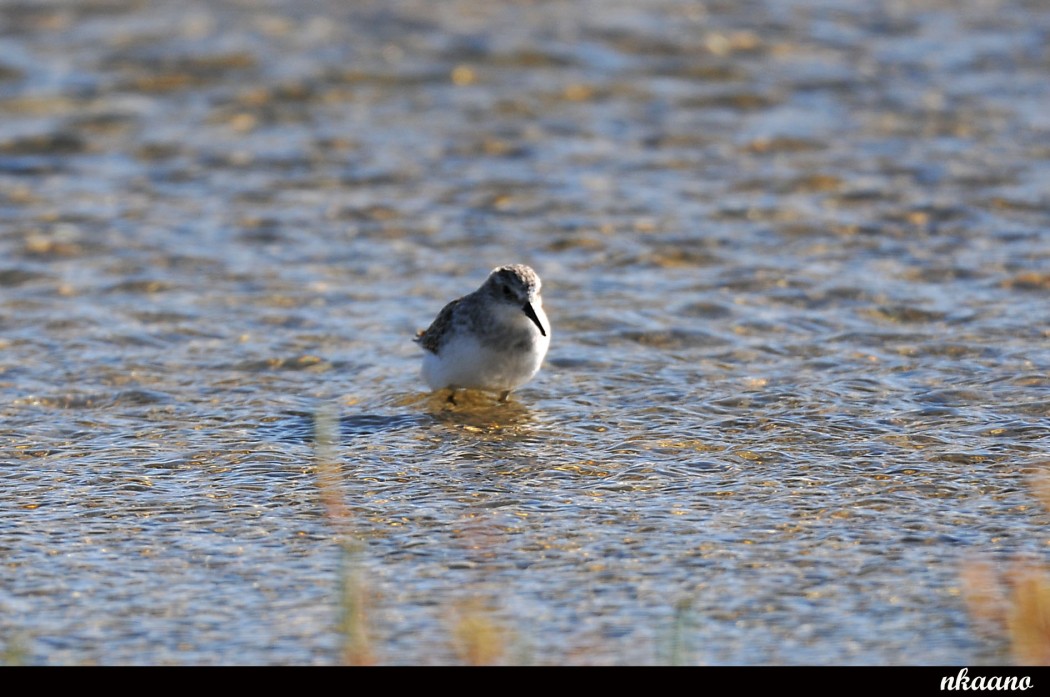Sanderling