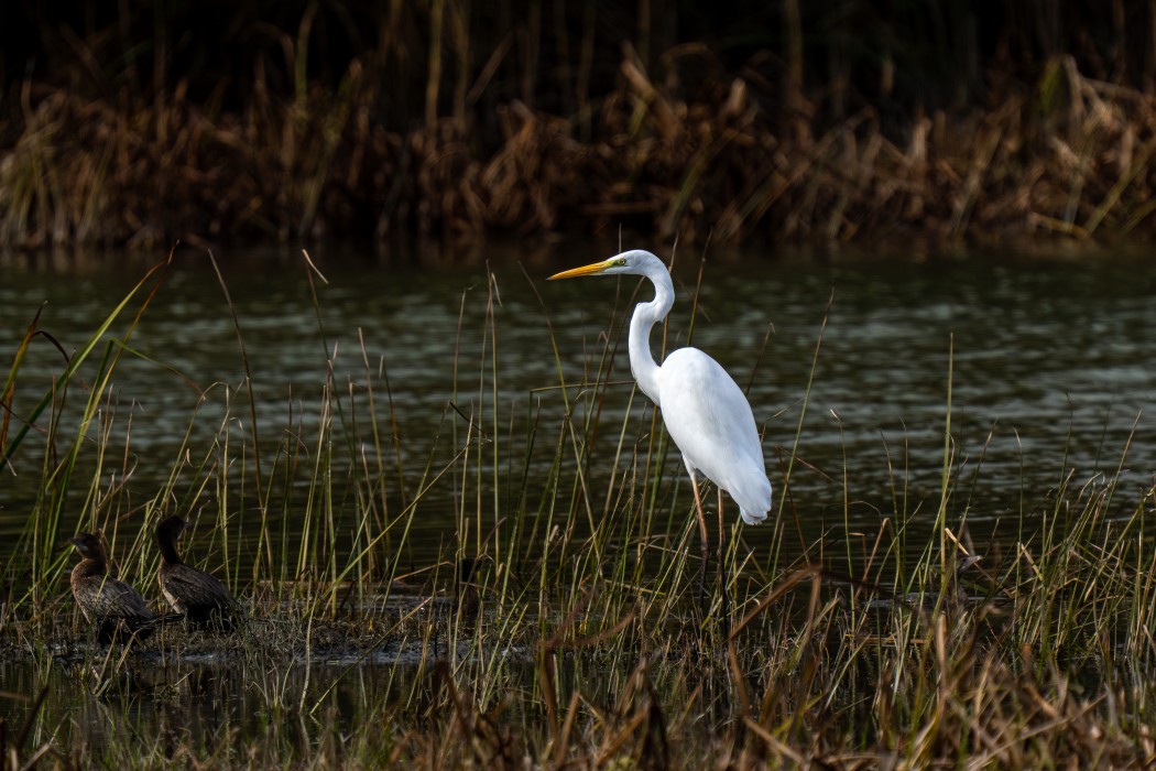 Büyük ak balıkçıl