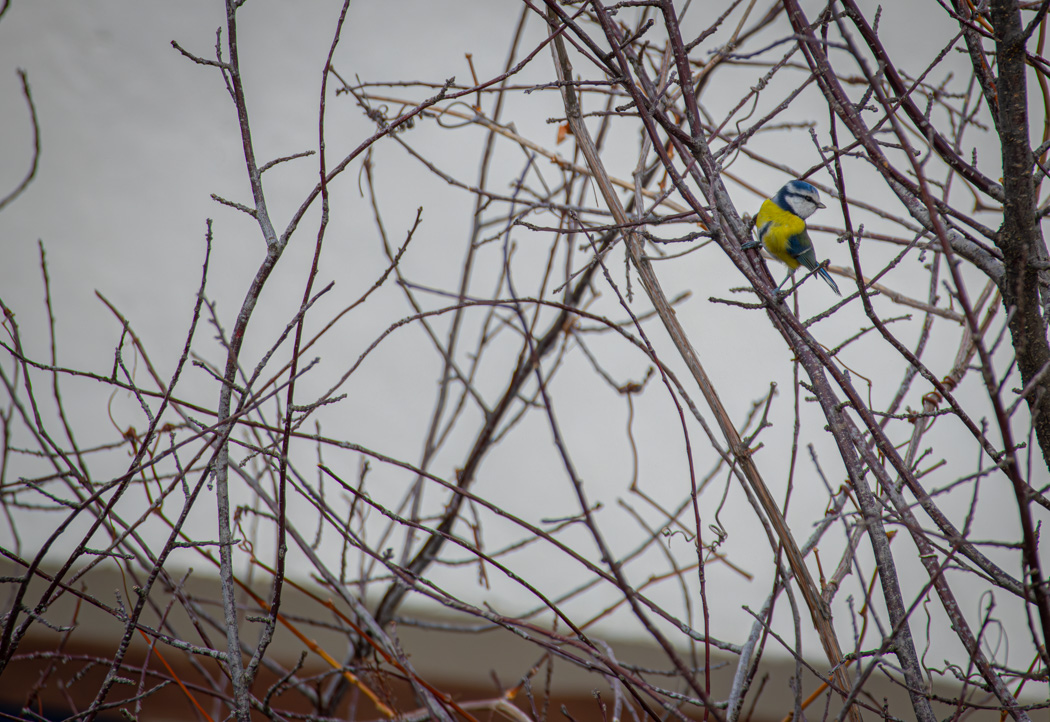Mavi baştankara