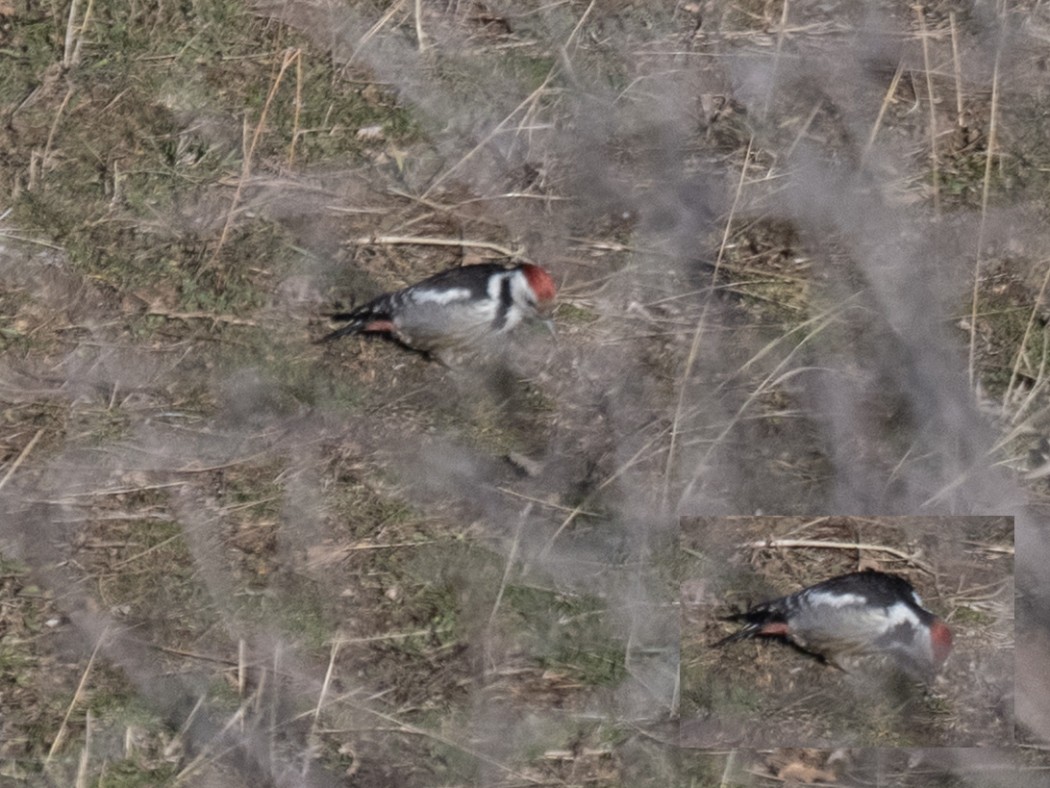 Ortanca ağaçkakan