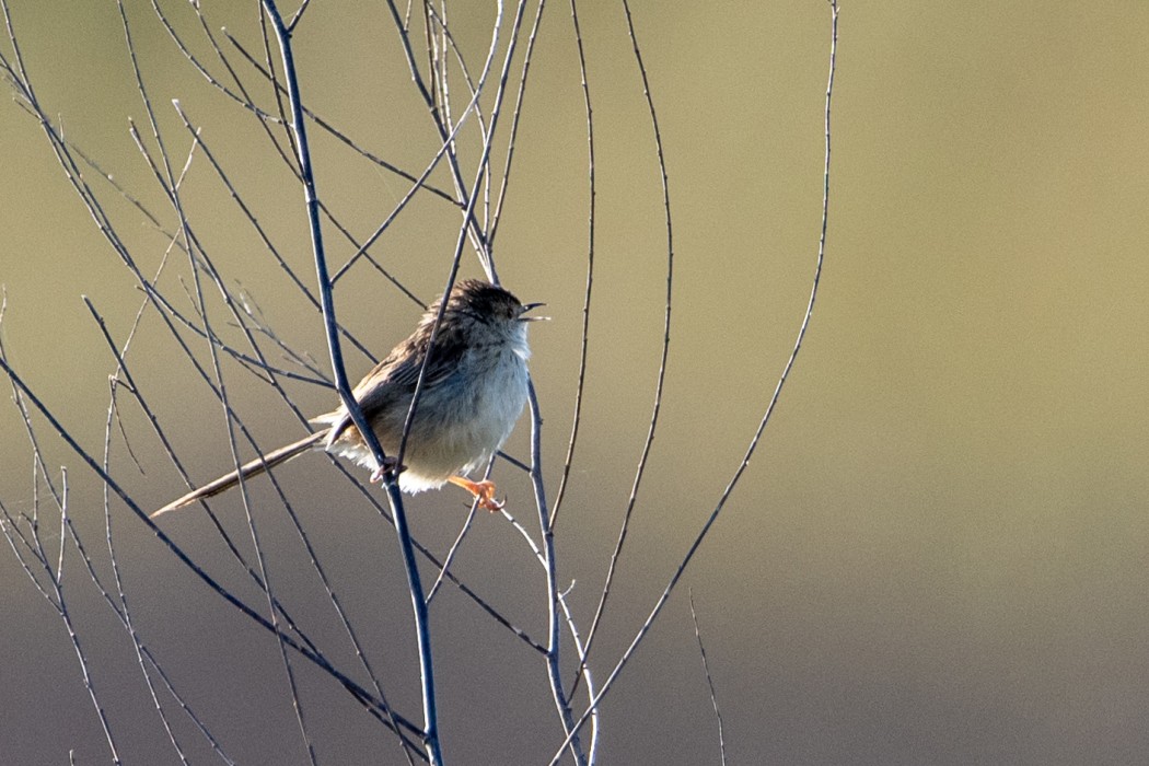 Delicate prinia