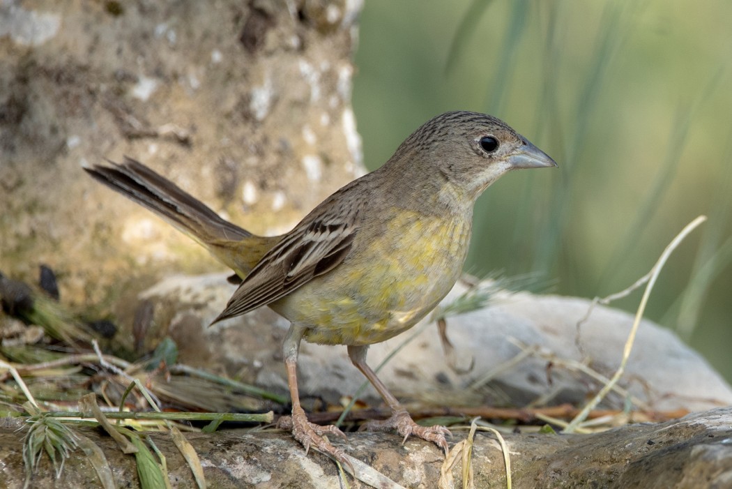 Black-headed Bunting