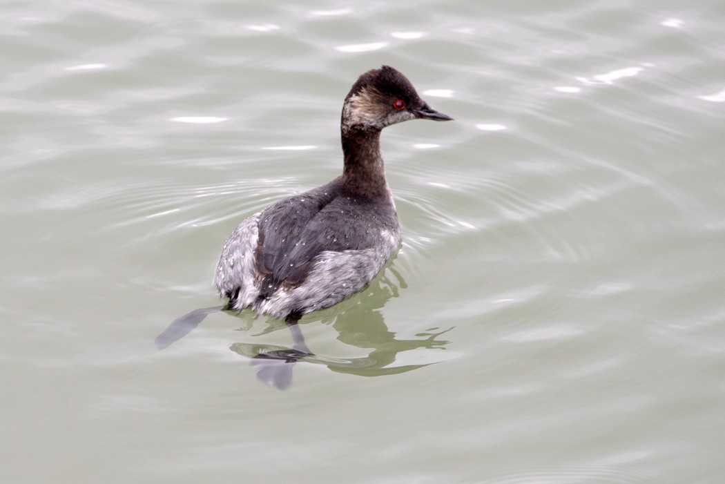 Black-necked Grebe