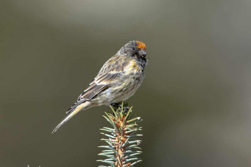 Red-fronted Serin