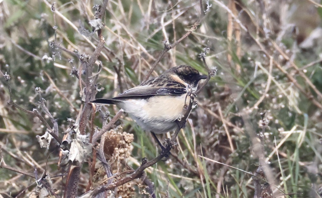 Sibirya taşkuşu
