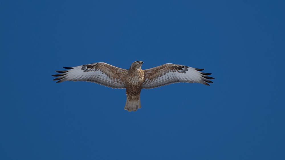 Kızıl şahin