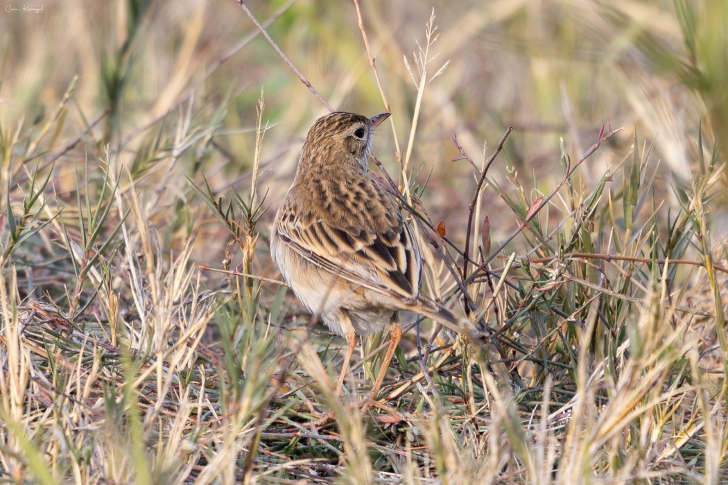 Mahmuzlu incirkuşu