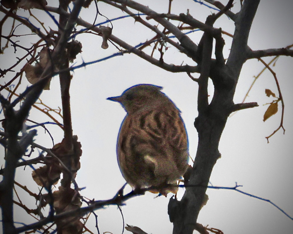 Dunnock