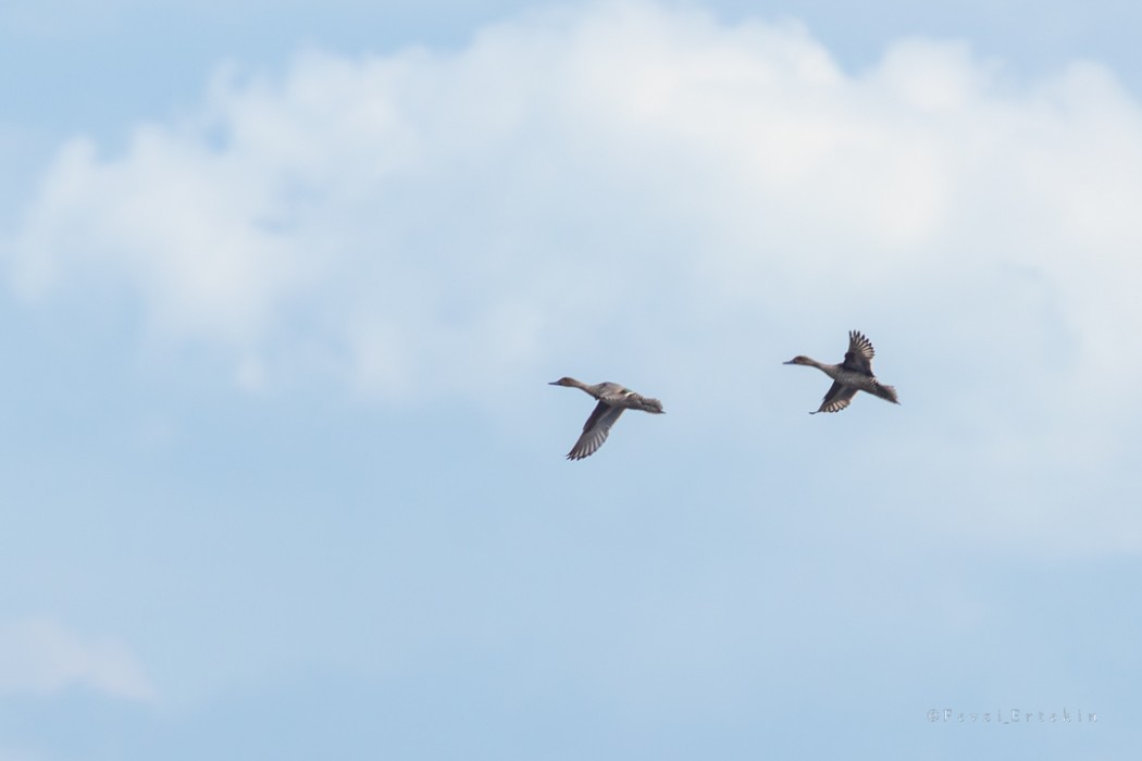Northern Pintail