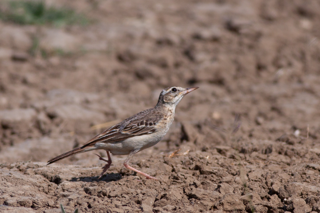 Tawny Pipit